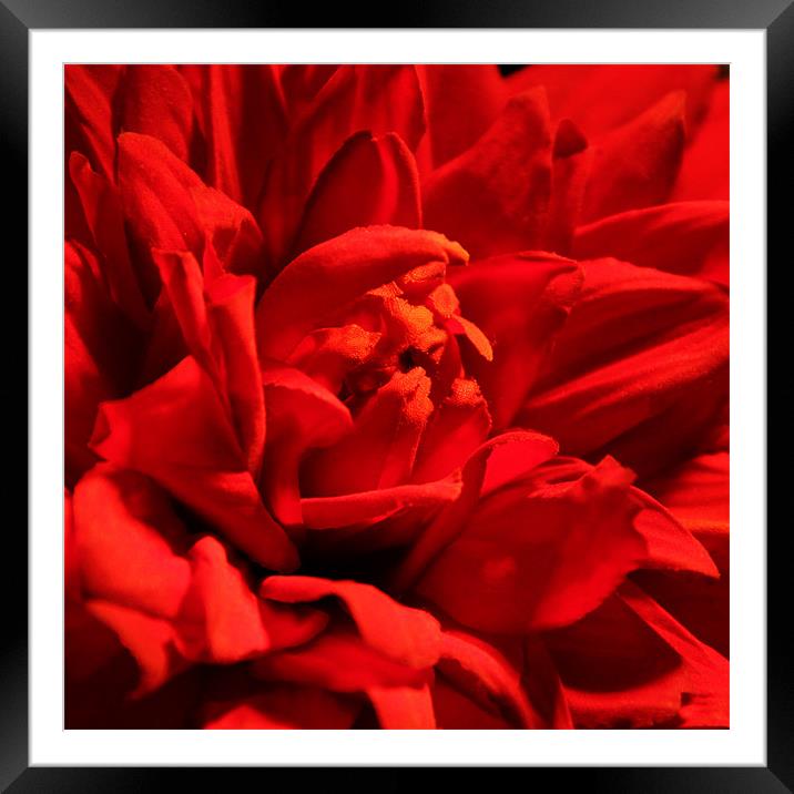 Red dahlia Framed Mounted Print by Chris Turner