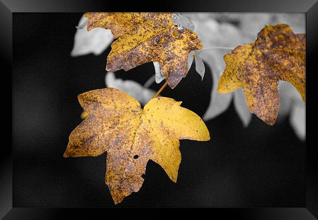Autumn Maple Leaves Framed Print by Chris Turner