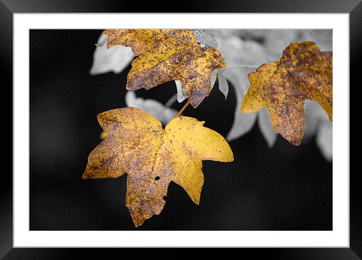 Autumn Maple Leaves Framed Mounted Print by Chris Turner