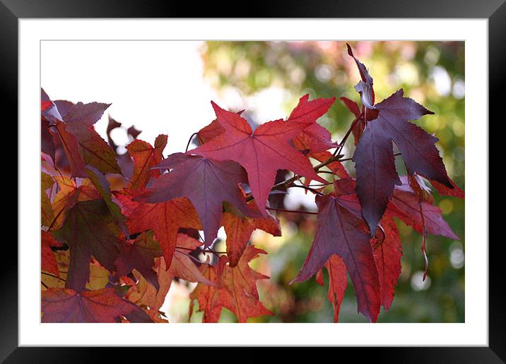 Red Maple Leaves Framed Mounted Print by Chris Turner