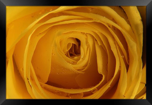 Yellow Rose with water droplets Framed Print by Chris Turner