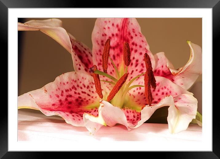 Lily Framed Mounted Print by Chris Turner