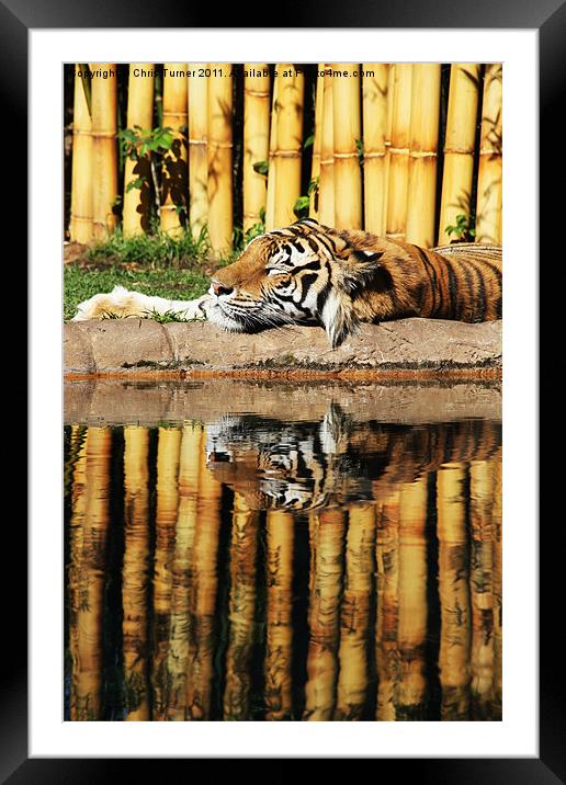 Tiger, Tiger Framed Mounted Print by Chris Turner