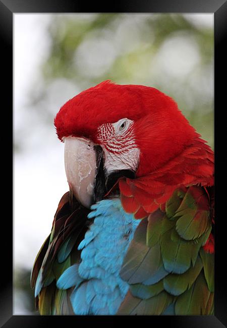 All Fluffed up - Scarlet Macaw Framed Print by Chris Turner