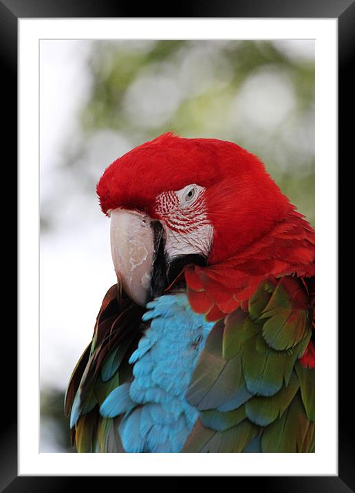 All Fluffed up - Scarlet Macaw Framed Mounted Print by Chris Turner