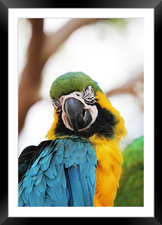 Blue and Yellow Macaw Framed Mounted Print by Chris Turner