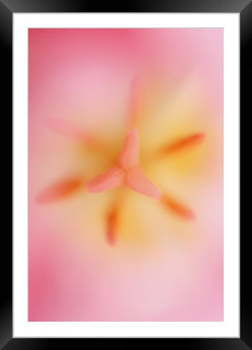 Pink Tulip 2 Framed Mounted Print by Emma Leech