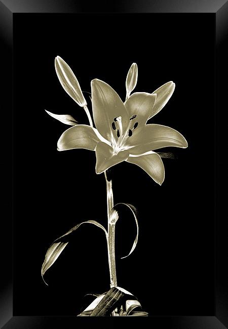 Lily Polorised Framed Print by RICHARD MARSDEN