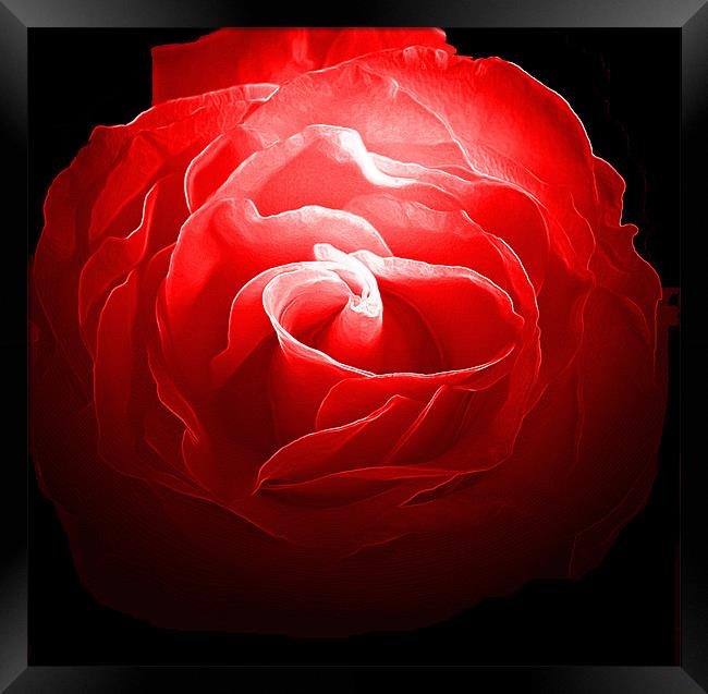 Red, Red Rose Framed Print by RICHARD MARSDEN