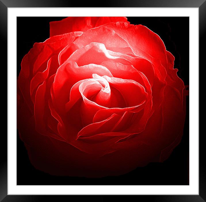 Red, Red Rose Framed Mounted Print by RICHARD MARSDEN