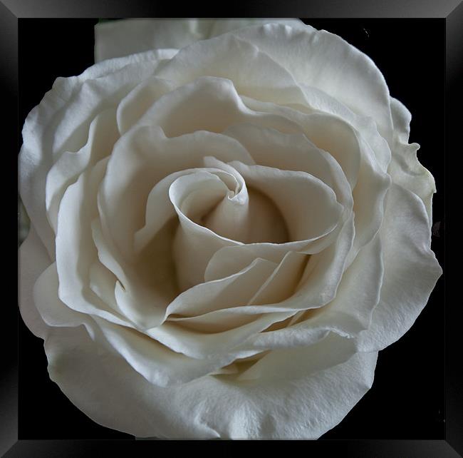 White Rose Framed Print by RICHARD MARSDEN