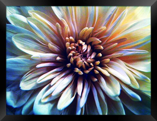 60's Flower Framed Print by Ben Tasker