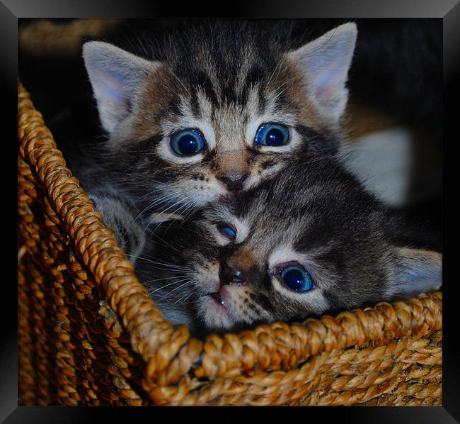 Kittens - Sibling Rivalry Framed Print by Ben Tasker