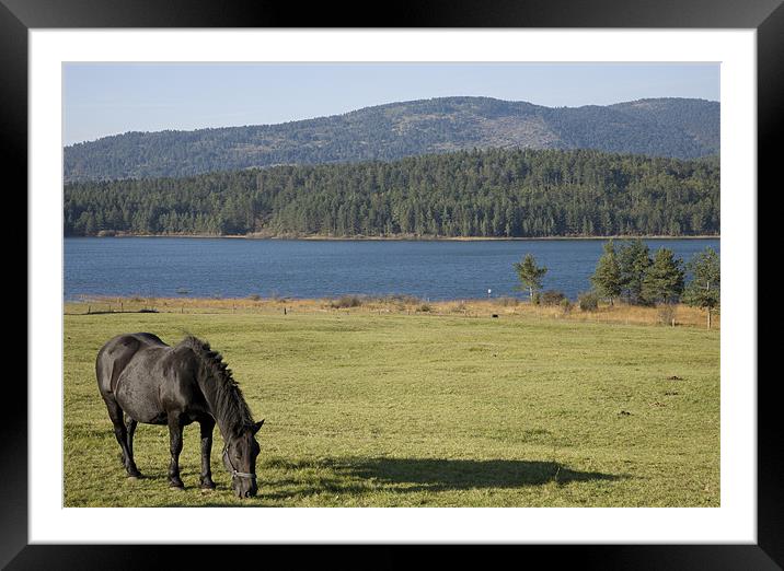 Horse grazing near Palsko Lake Framed Mounted Print by Ian Middleton