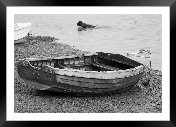 Black labrador swimming in Poole Harbour Framed Mounted Print by Ian Middleton