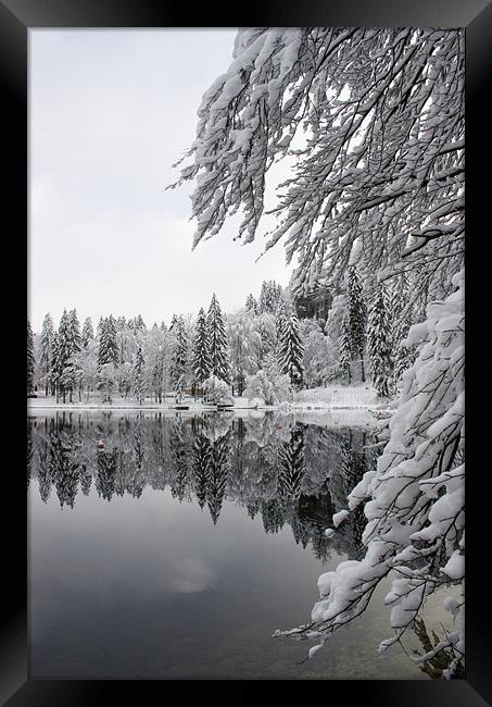Wintery reflections Framed Print by Ian Middleton