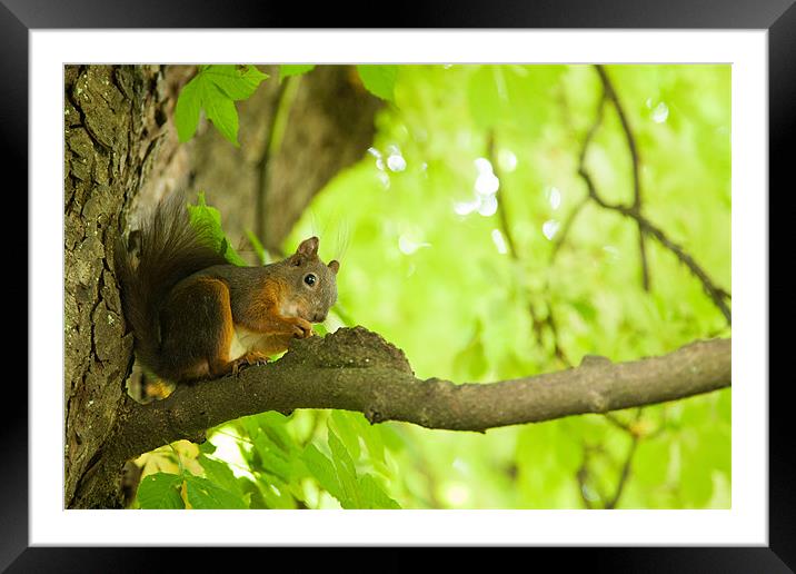 Squirrel in Tivoli Park Framed Mounted Print by Ian Middleton