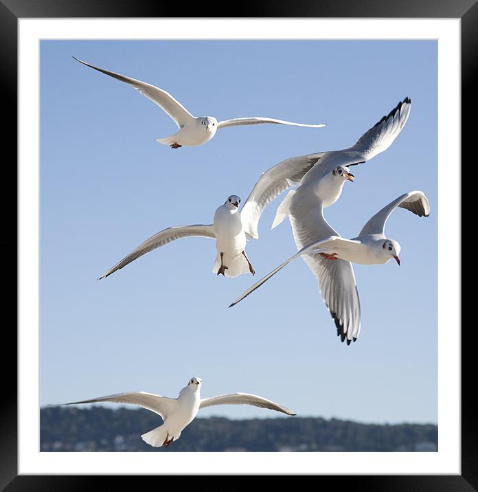 seagulls on the Promenade des Anglais, Nice. Framed Mounted Print by Ian Middleton