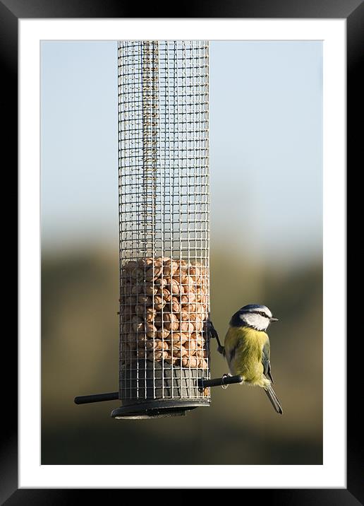 Blue tit eating seeds in Wexford Wildfowl Reserve Framed Mounted Print by Ian Middleton