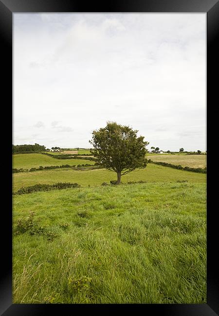 fairy tree in County Wexford, Ireland Framed Print by Ian Middleton