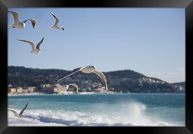 seagulls on the Promenade des Anglais, Nice. Framed Print by Ian Middleton