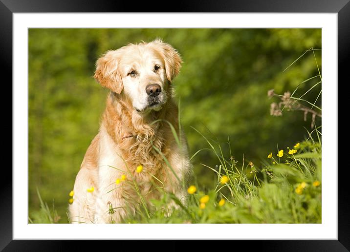 golden Retriever , Slovenia Framed Mounted Print by Ian Middleton