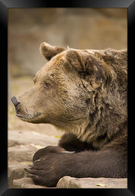 European Brown Bear. Framed Print by Ian Middleton