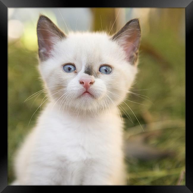 Cute white kitten with black mark on nose Framed Print by Ian Middleton