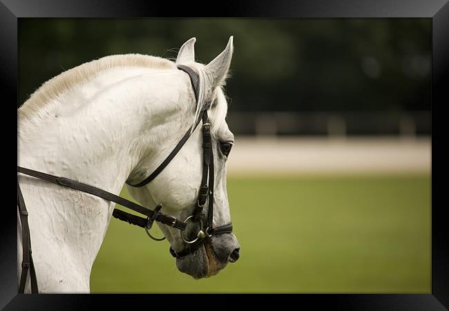 Lipizanner horse Framed Print by Ian Middleton