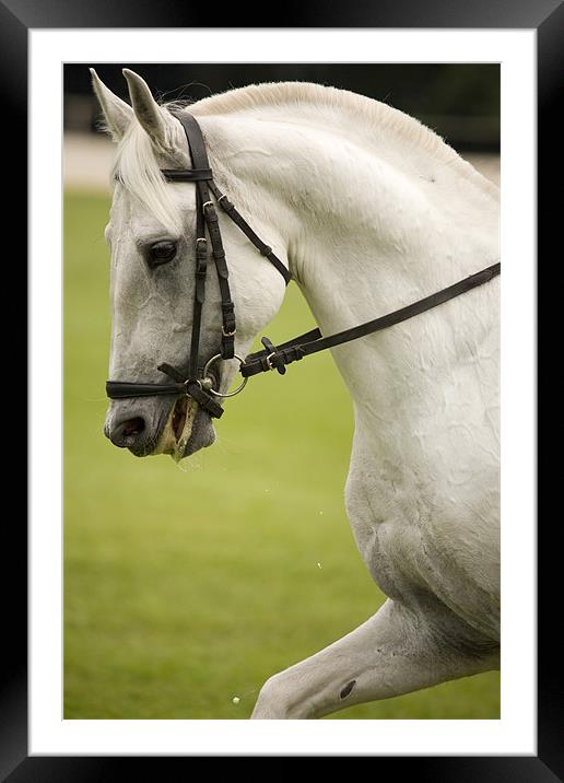 Lipica day horse show at Brdo, Near Kranj, Sloveni Framed Mounted Print by Ian Middleton