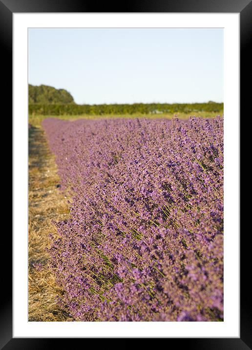 Lavender fields Framed Mounted Print by Ian Middleton