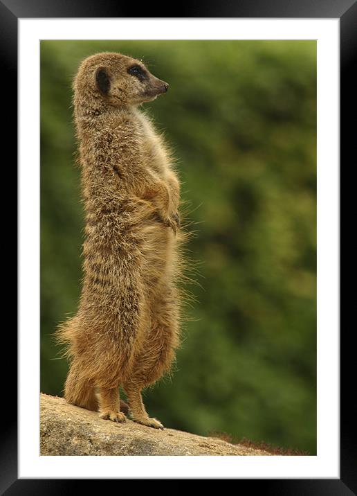 meercat Framed Mounted Print by Ian Middleton