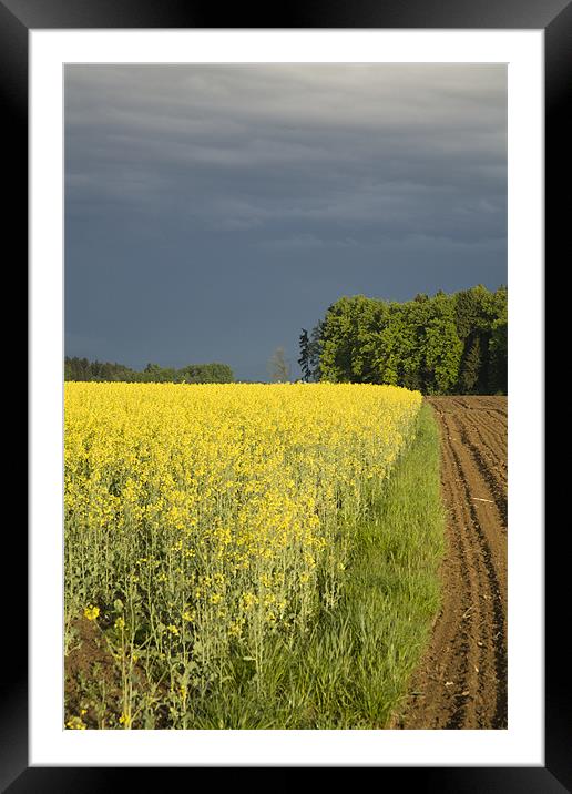 rapeseed field with storm clouds in background, Br Framed Mounted Print by Ian Middleton