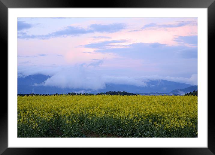 rapeseed field in Brnik with Kamnik Alps Framed Mounted Print by Ian Middleton