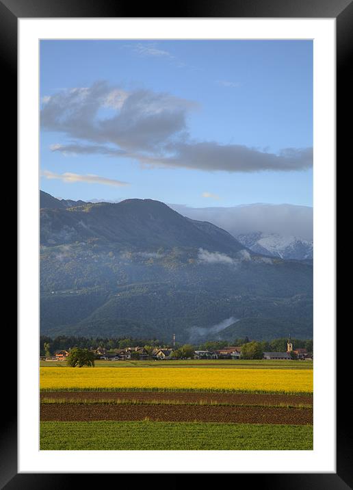 rapeseed field in Brnik with Kamnik Alps in the ba Framed Mounted Print by Ian Middleton