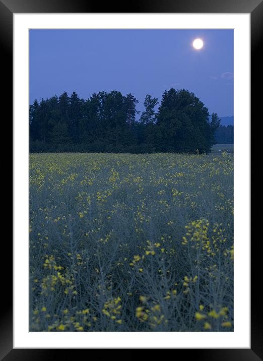 Full Moon setting over rapeseed field Framed Mounted Print by Ian Middleton