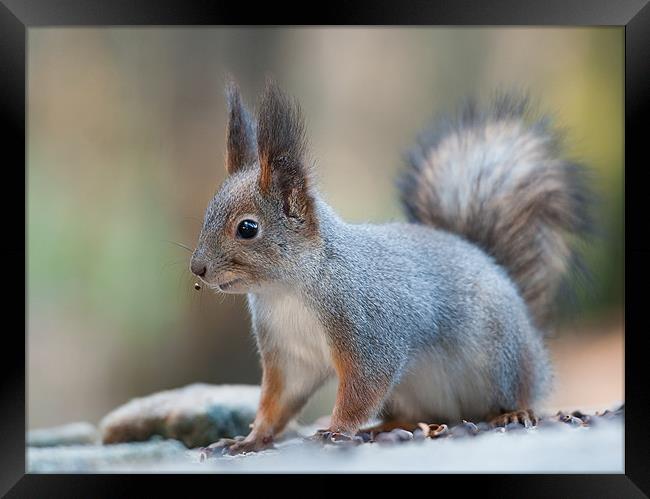 Squirrel after breakfast. Framed Print by Sergey Golotvin