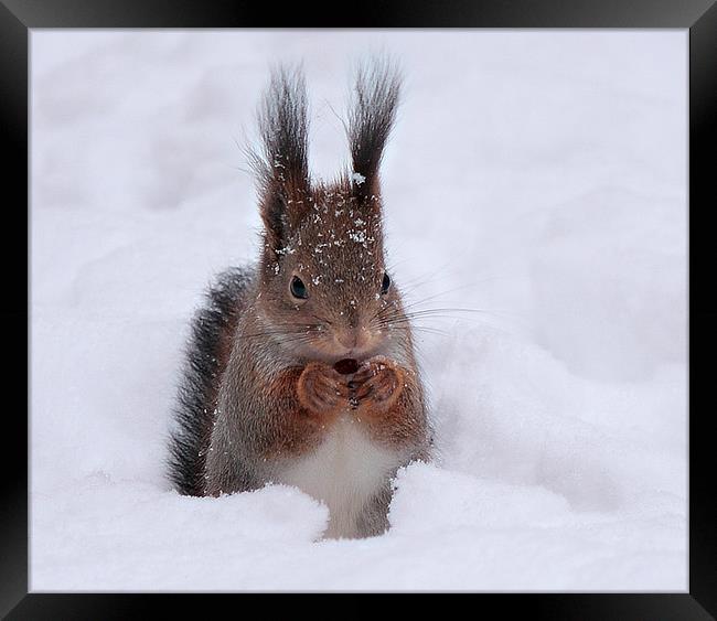 Squirell in snow Framed Print by Sergey Golotvin