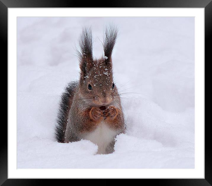 Squirell in snow Framed Mounted Print by Sergey Golotvin