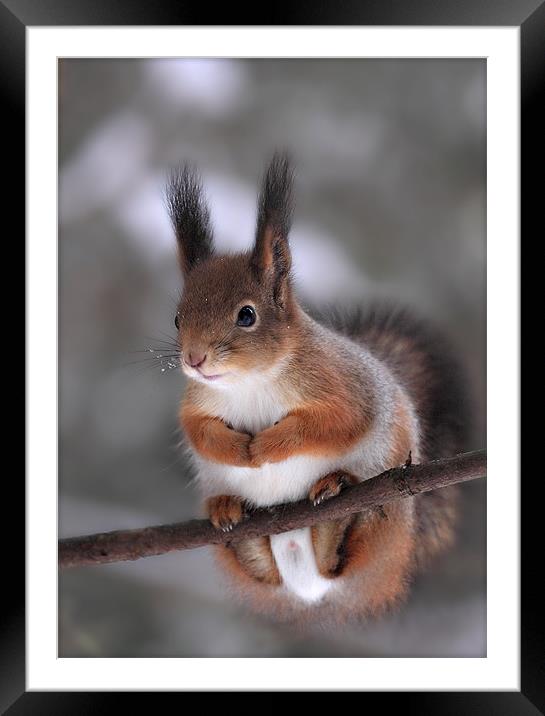 Red squirrel on a tree branch Framed Mounted Print by Sergey Golotvin