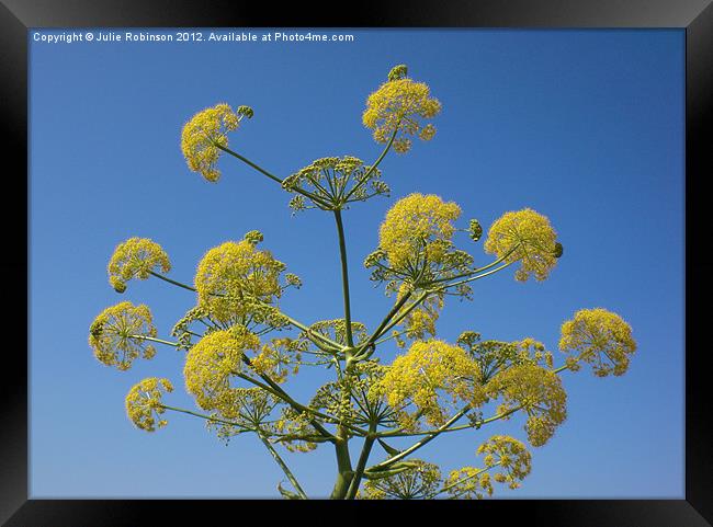 Wild Yellow Dill Flowers Framed Print by Julie Robinson