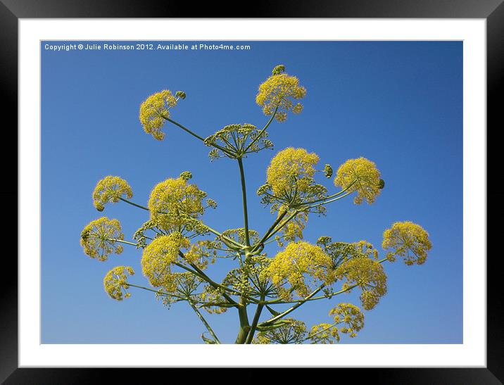 Wild Yellow Dill Flowers Framed Mounted Print by Julie Robinson