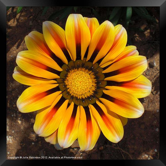 Golden Gazania Flower Framed Print by Julie Robinson