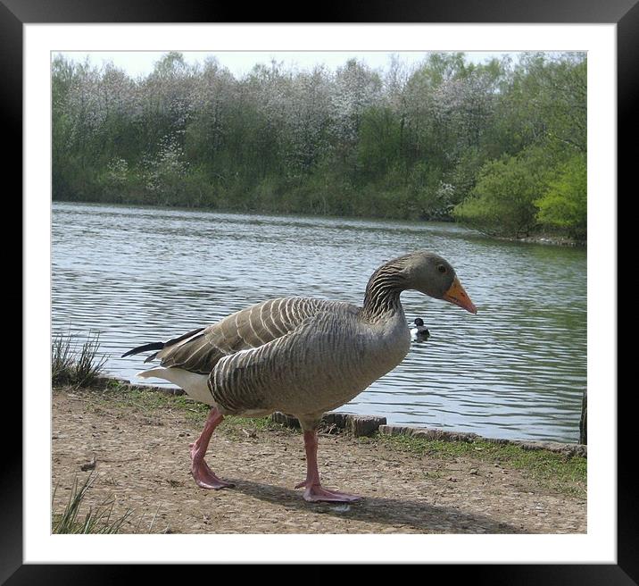 look duck Framed Mounted Print by david hotchkiss