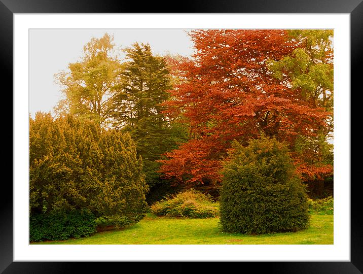 garden of peace Framed Mounted Print by david hotchkiss