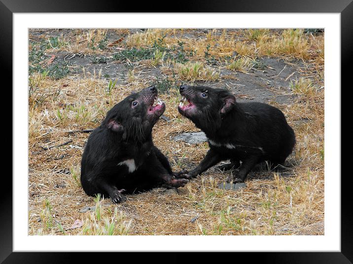 Tasmanian Devils Framed Mounted Print by Lenka Dunn