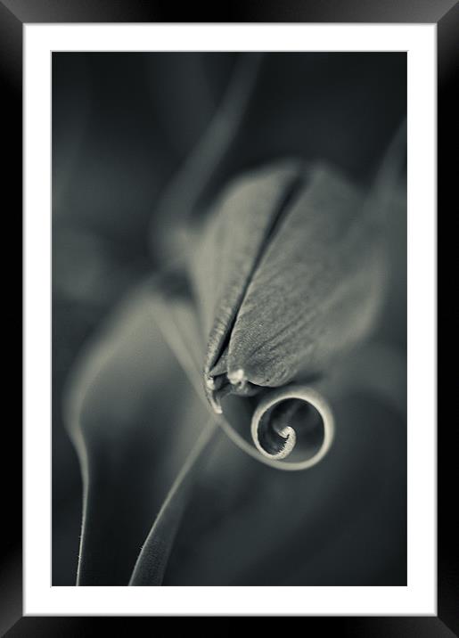 Tulip Framed Mounted Print by Jean-François Dupuis