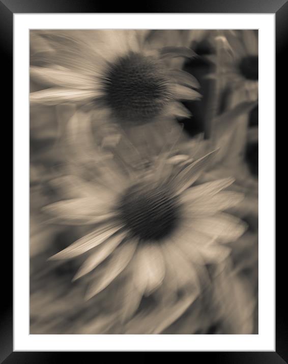Daisies Framed Mounted Print by Jean-François Dupuis