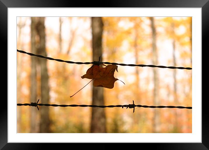 Leaf Framed Mounted Print by Jean-François Dupuis