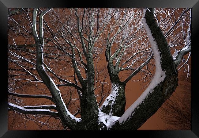 Tree and snow Framed Print by Jean-François Dupuis